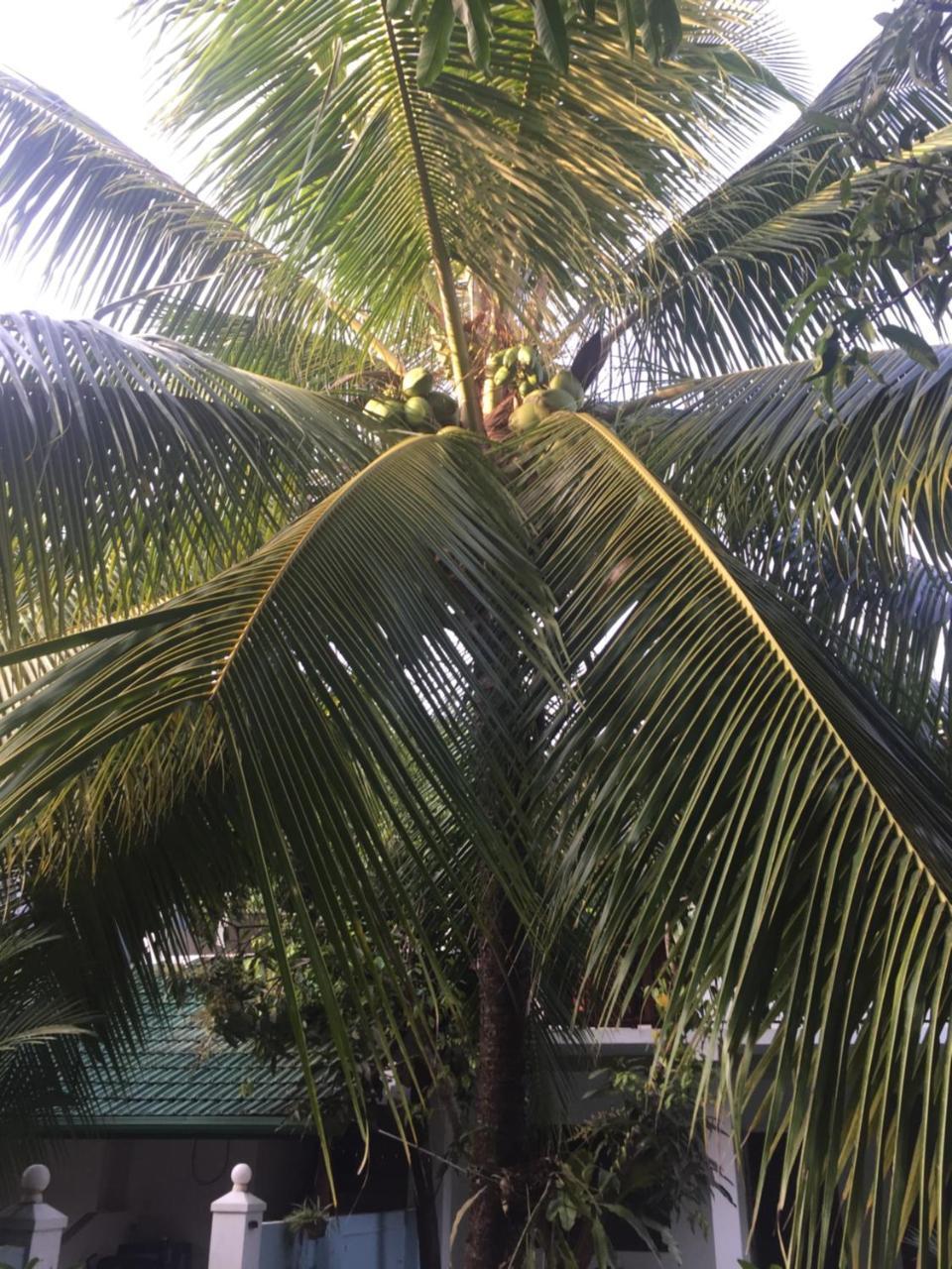 Damith Guest House Unawatuna Exterior foto